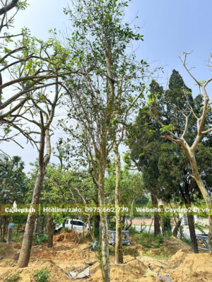 Cây cao gần 4m, thân gỗ thẳng đẹp