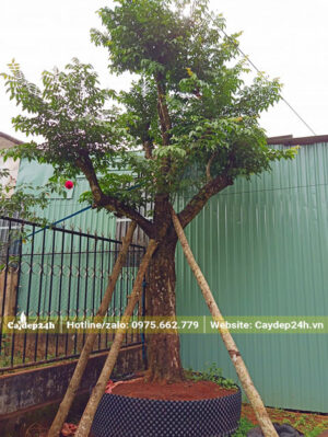 Chống cọc tre cho cây Khế đường kính gốc 30cm