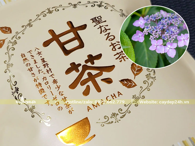 Loại Trà Amacha nổi tiếng ở Nhật