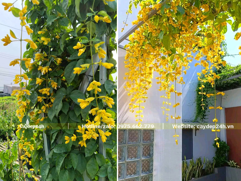 Cây Lan Hoàng Dương leo giàn trong sân vườn nhà