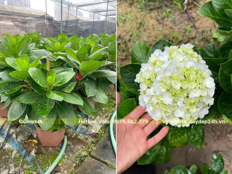 Vườn dưỡng hàng trăm chậu cây Cẩm Tú Cầu cao 40cm