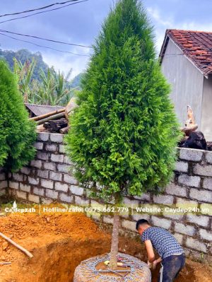 Bứng bầu cây Hoàng Đàn Tuyết Lạng Sơn cao hơn 3m