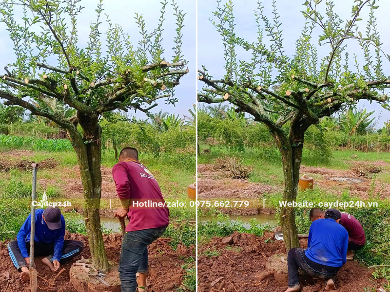 Công nhân đang đào đất, bứng bầu cây sơ ri đường kính gốc 20kg