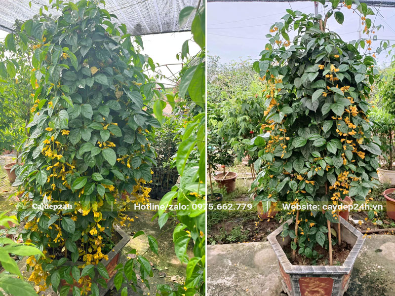 Những chậu cây Lan Hoàng Dương lâu năm cao gần 2m