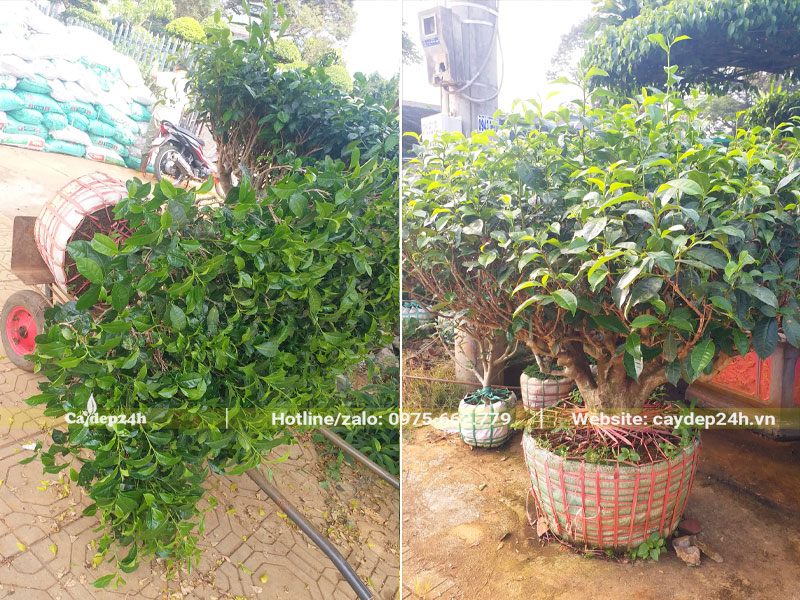 Cây cổ thụ tán đẹp, chiều cao khoảng 80cm, đường kính bầu 40cm