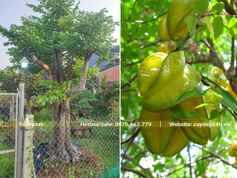 Cây Khế công trình cao hơn 3m dâm ủ trong bầu nổi