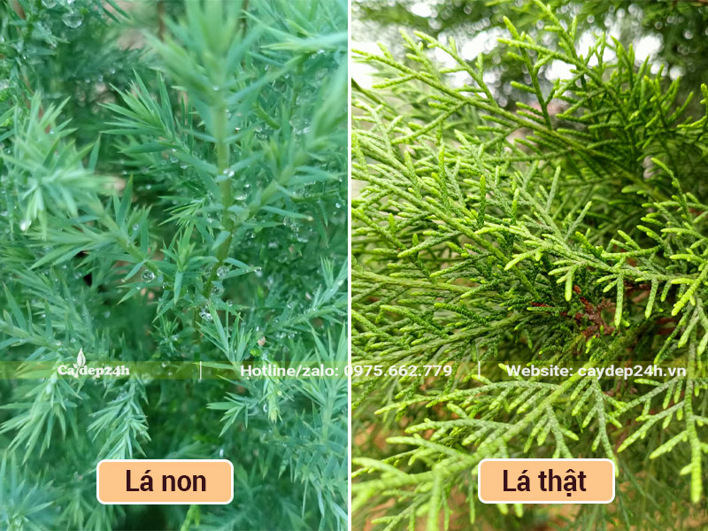 Hình ảnh lá Hoàng Đàn non và lá trưởng thành