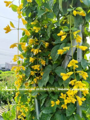 Dây leo Lan Hoàng Dương trổ hoa