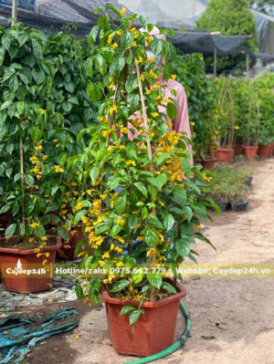 Cây cao 1m6 tính cả chậu