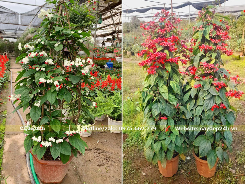 Cây hoa Ngọc Nữ trắng và đỏ chiều cao 1.2 - 1.5m