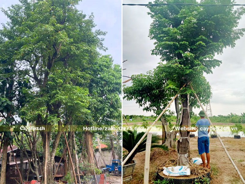 Dâm ủ tại vườn những cây Khế công trình cao lớn, đường kính gốc 30 - 40cm