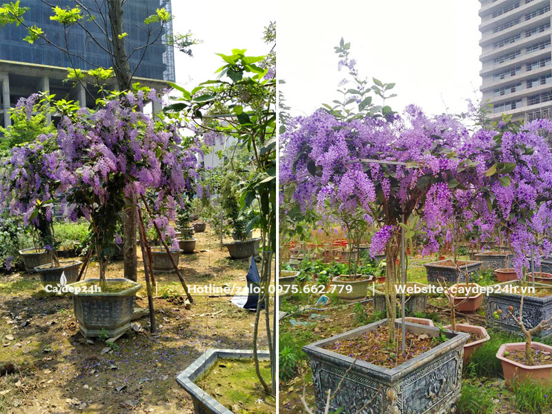 Mai Xanh Thái trồng chậu