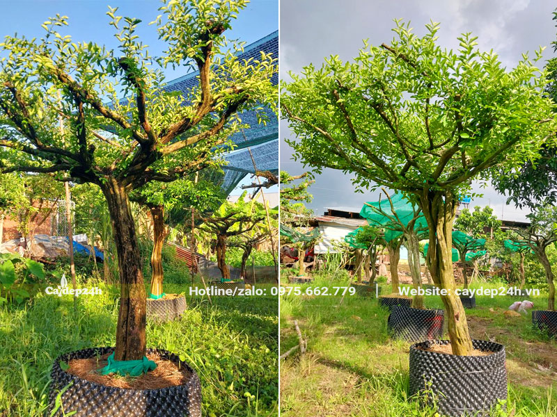 Dâm ủ số lượng lớn cây Sơ Ri cao 1,5m với đường kính gốc 12 - 15cm