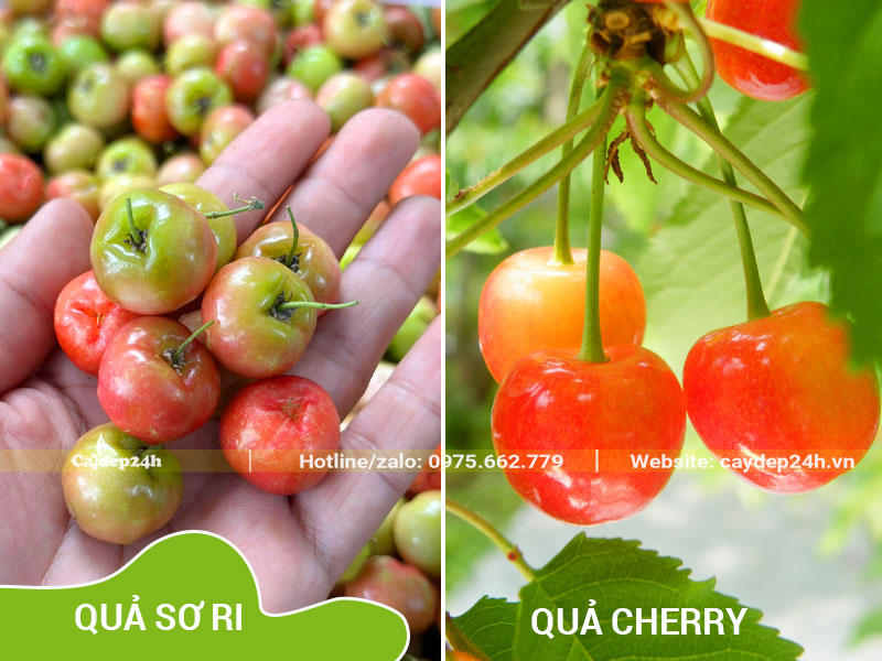 Hình ảnh so sáng quả cây sơ ri với quả anh đào (cherry)