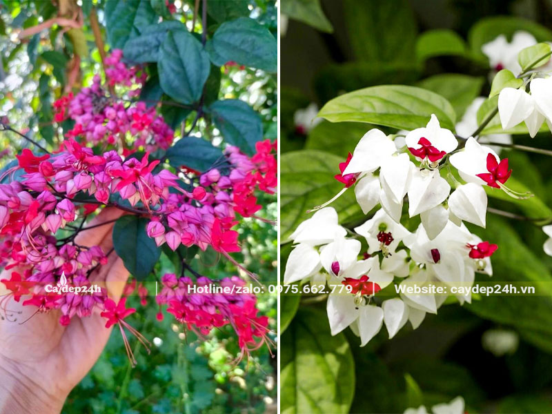 Các loại cây ngọc nữ đẹp, hoa có màu sắc tinh tế, thu hút