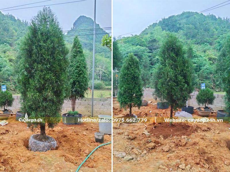 Thi công số lượng lớn cây Hoàng Đàn lâu năm chiều cao 2 - 3m