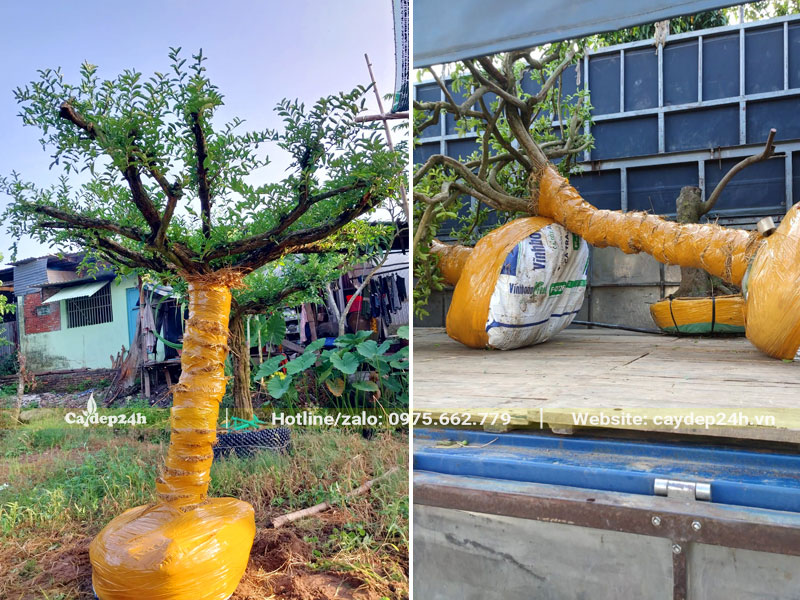 Đưa những cây sơ ri mới bứng lên thùng xe