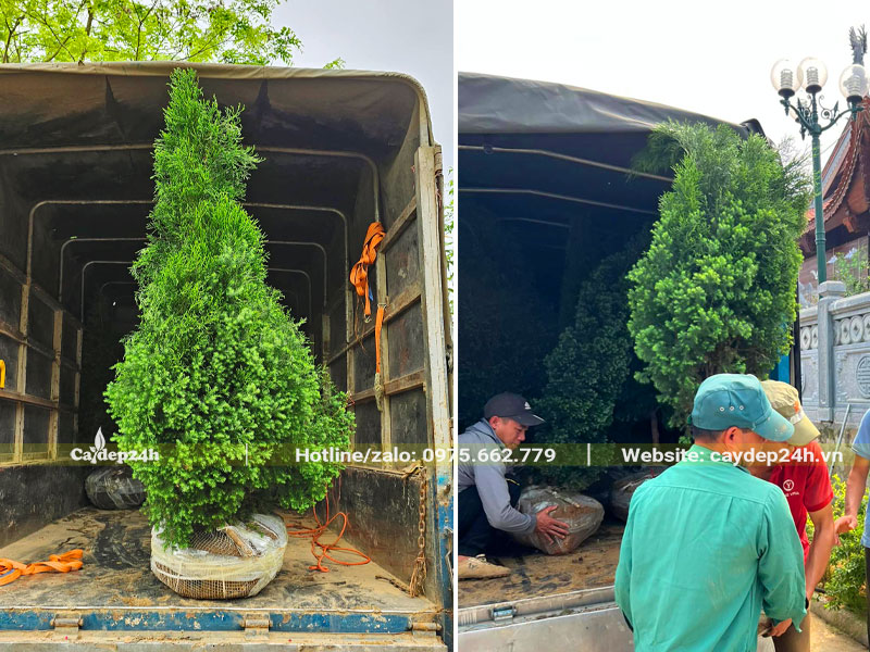Di chuyển cây đến hố trồng