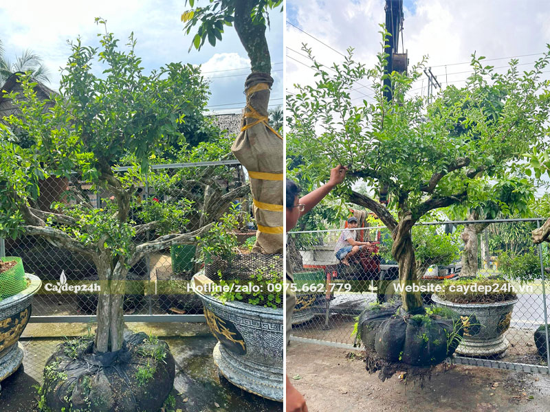 Thi công trồng cây sơ ri cổ thụ cho khách hàng ở miền Bắc