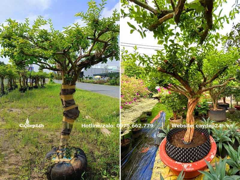 Trồng cây sơ ri đường kính gốc 12cm vào chậu