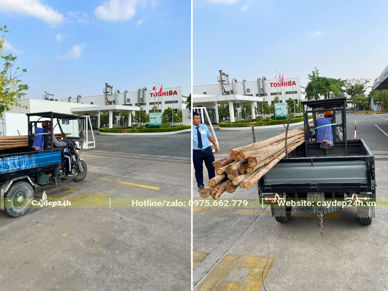 Sử dụng cọc gỗ để chống cây