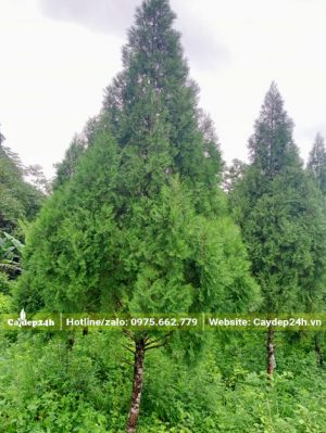 Vườn nuôi dưỡng Hoàng Đàn lâu năm cây cao hơn 4m, vanh 35 - 40