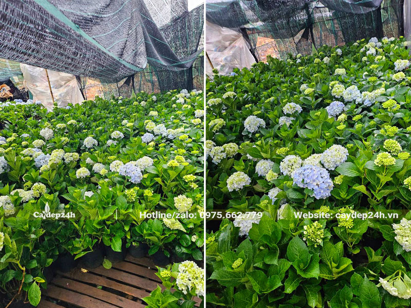 Hàng trăm cây hoa Cẩm Tú Cầu tuyển chọn, nở hoa đẹp
