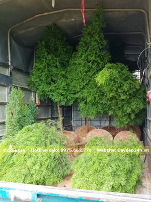 Gần chục cây Hoàng Đàn Lạng Sơn cao gần 2m mới bứng đang được xếp lên thùng xe tải