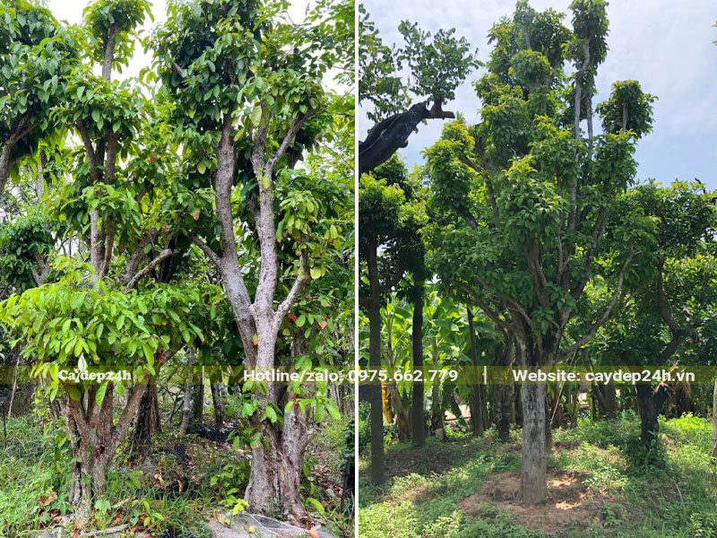 Dâm ủ số lượng lớn cây Dâu Da Đất cổ thụ