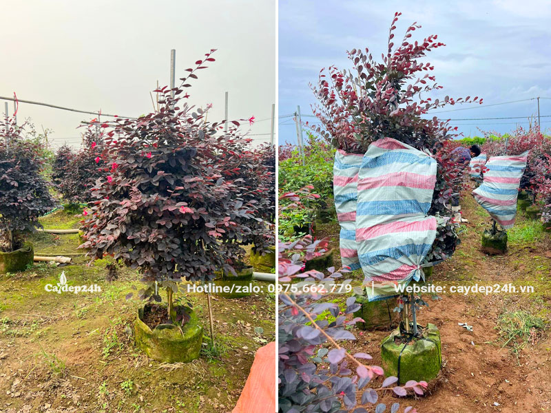 Bứng và bọc gọn tán lá của cây Hồng Phụng trưởng thành cao 1m6