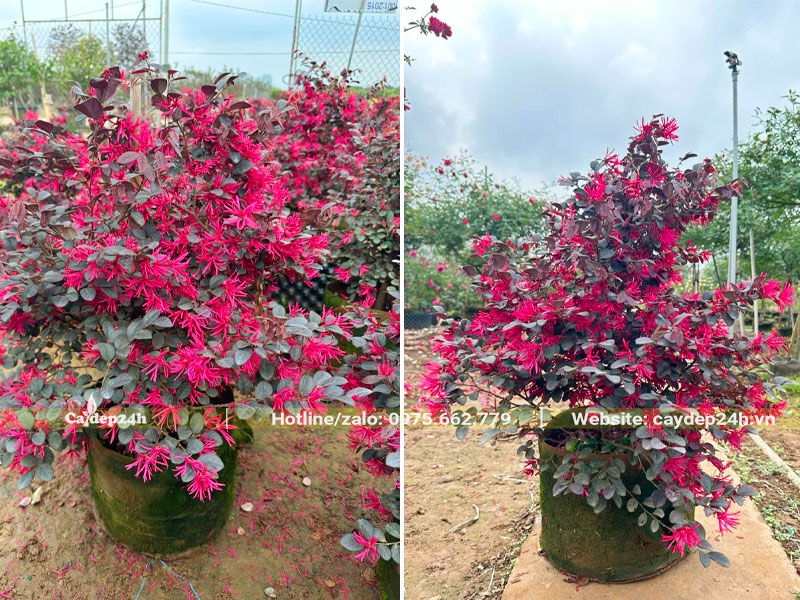 Hồng Phụng đỏ cao 50 - 60cm, hoa nở siêu đẹp