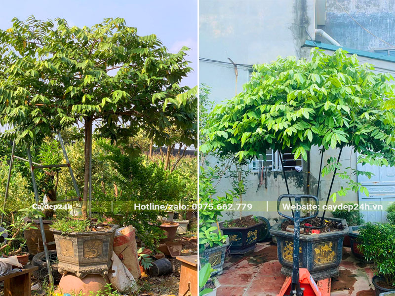 Chậu cây Hoa Dẻ cảnh trồng chậu, thoát thân cao 1m, đường kính gốc 3 - 5cm