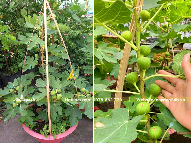 Cây Sung Mỹ sẵn quả, trồng trong chậu