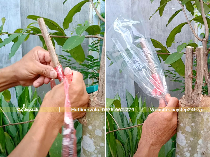 Dùng dây cuốn chặt sau đó buộc túi nilon cho cành mới ghép