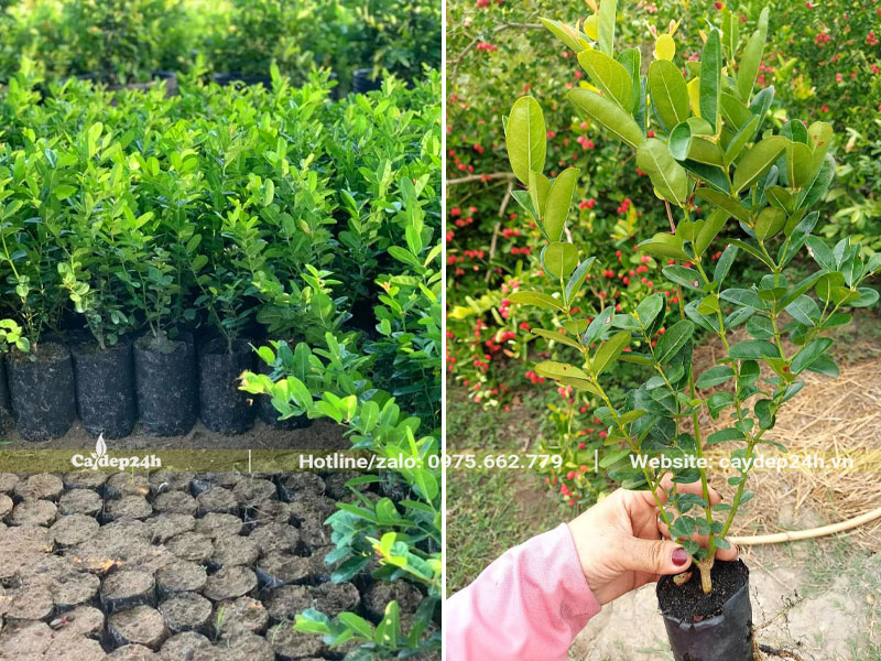 Khu vườn nhân giống và nuôi trồng cây siro con