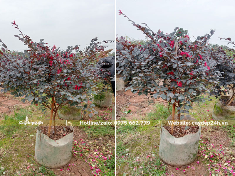 Hoàng Phụng thoát thân cao 30cm, đường kính bầu đất 40cm