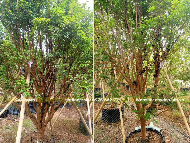 Chống cọc đỡ cho cây nho thân gỗ dâm ủ lâu năm, kích thước lớn