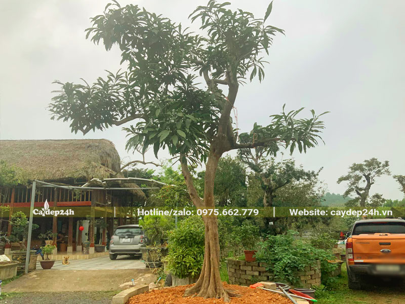 Thi công trồng cây Trứng Gà bằng đất đỏ