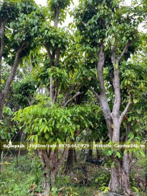 Dâm ủ những cây Dâu Da Đất cổ thụ cao 5 - 7m