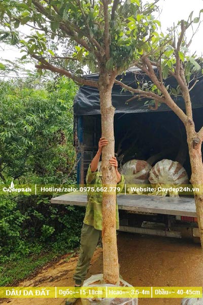 Di chuyển cây Dâu Da Đất công trình đường kính gốc 15 - 18cm lên thùng xe