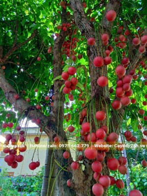 Quả Dâu Da Đất vỏ đỏ