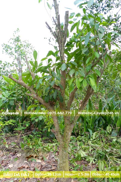 Tỉa cành và bứng nóng cây Dâu Da Đất trưởng thành cao gần 3m