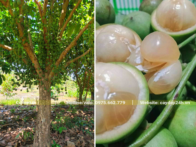 Cây Dâu Da Đất xanh sai quả