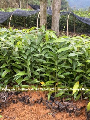 Cây Hoa Dẻ giống nguyên bầu