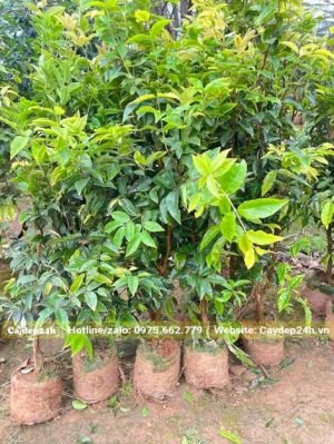 Cây giống nho thân gỗ tứ quý cao 60 - 80cm