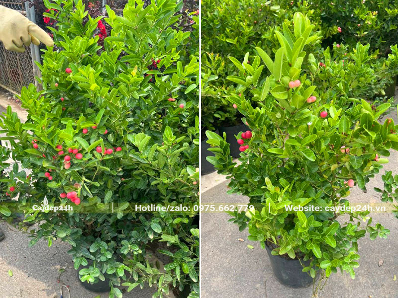 Những cây Siro nhỏ nguyên bầu chiều cao 50 - 60cm