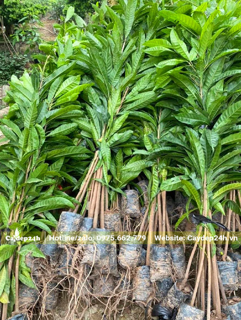 Cây giống Trứng Gà nguyên bầu