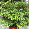 Chậu cây hoa dẻ cảnh chiều cao hơn 1m