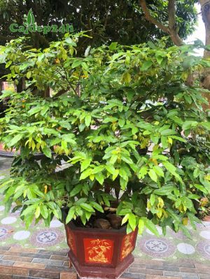 Chậu cây hoa dẻ cảnh chiều cao hơn 1m
