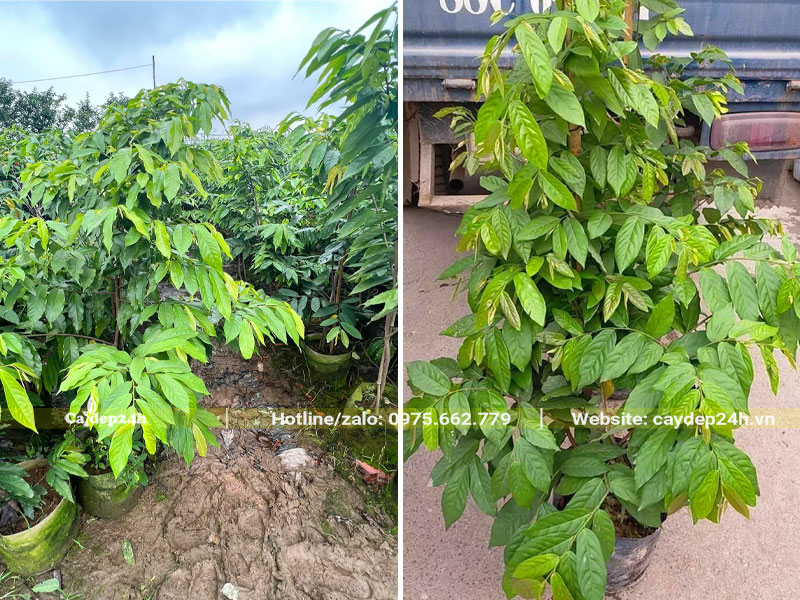 Vườn dưỡng số lượng lớn cây Hoa Dẻ cao 1m, hàng thuần bầu, xanh tốt
